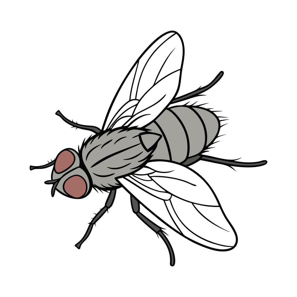 Dramatic Capture of Stomoxys Calcitrans on White vector