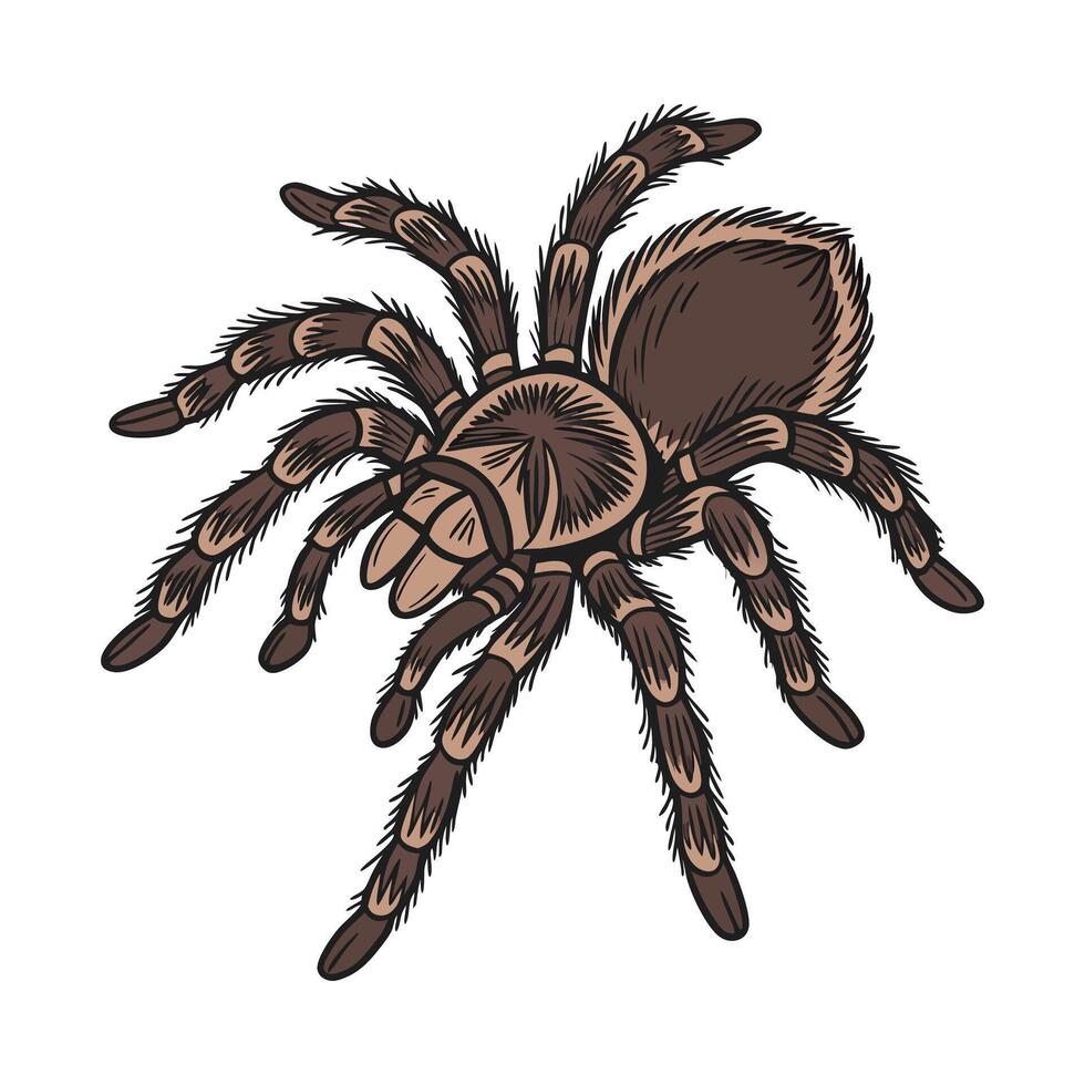 Dramatic Capture of Tarantula on White vector