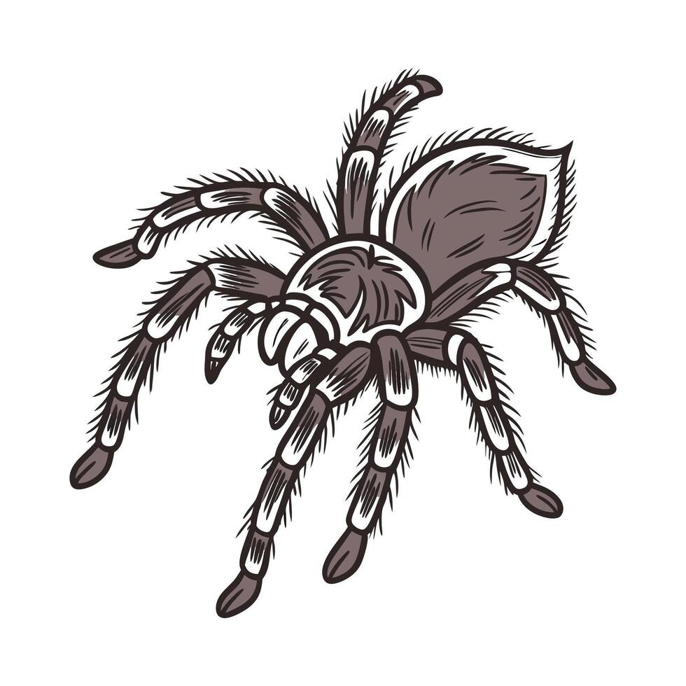 Dramatic View of Tarantula on Clean White Surface vector