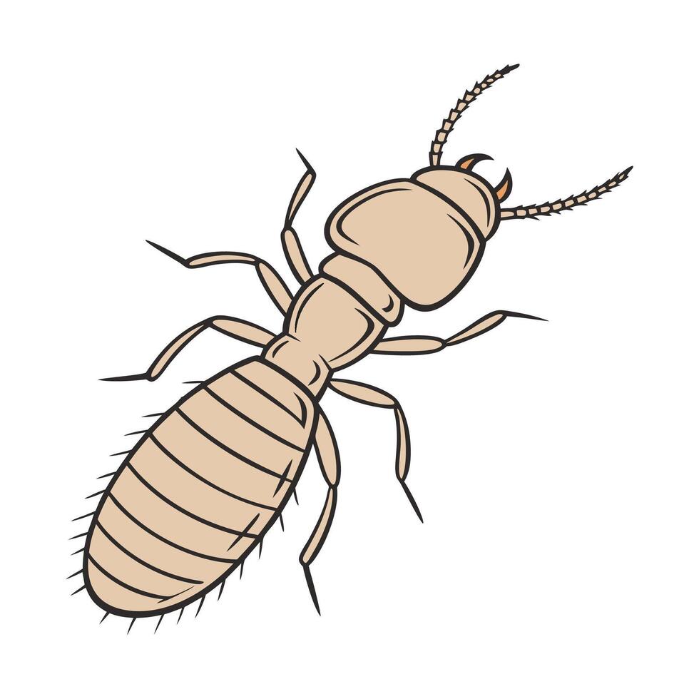 Artwork of Termite Isolated on White Surface vector
