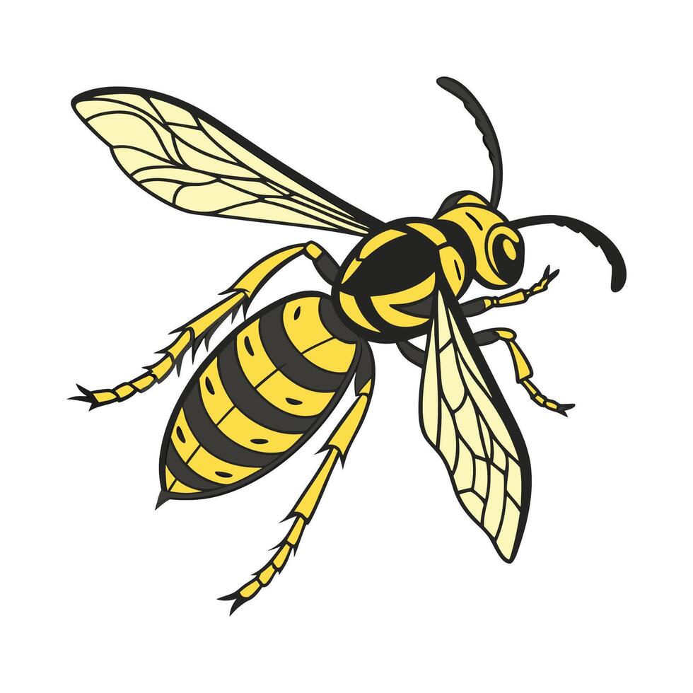 Vespa Crabro Featured on Bright White Surface vector