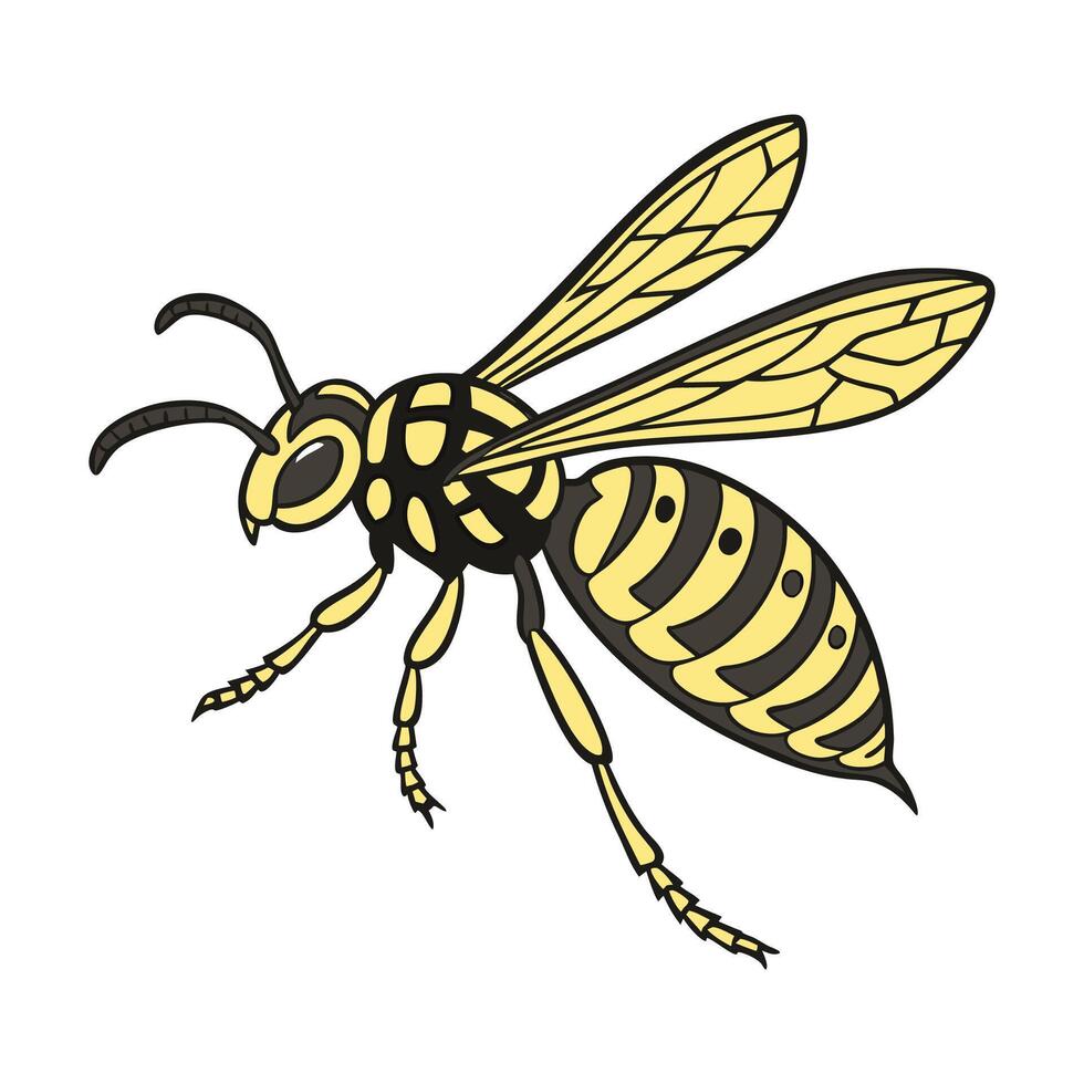 Vespula Germanica on Bright White Surface vector