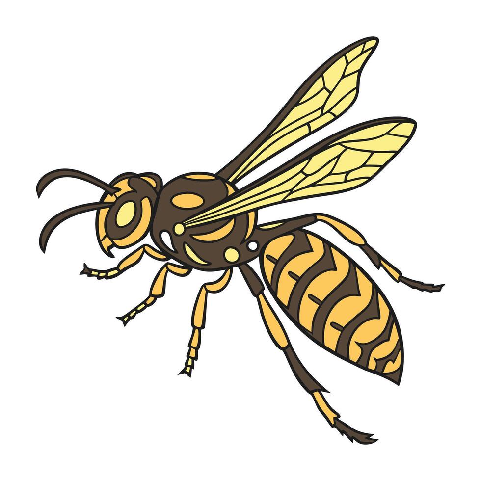 Vespa Velutina Featured on Bright White Surface vector