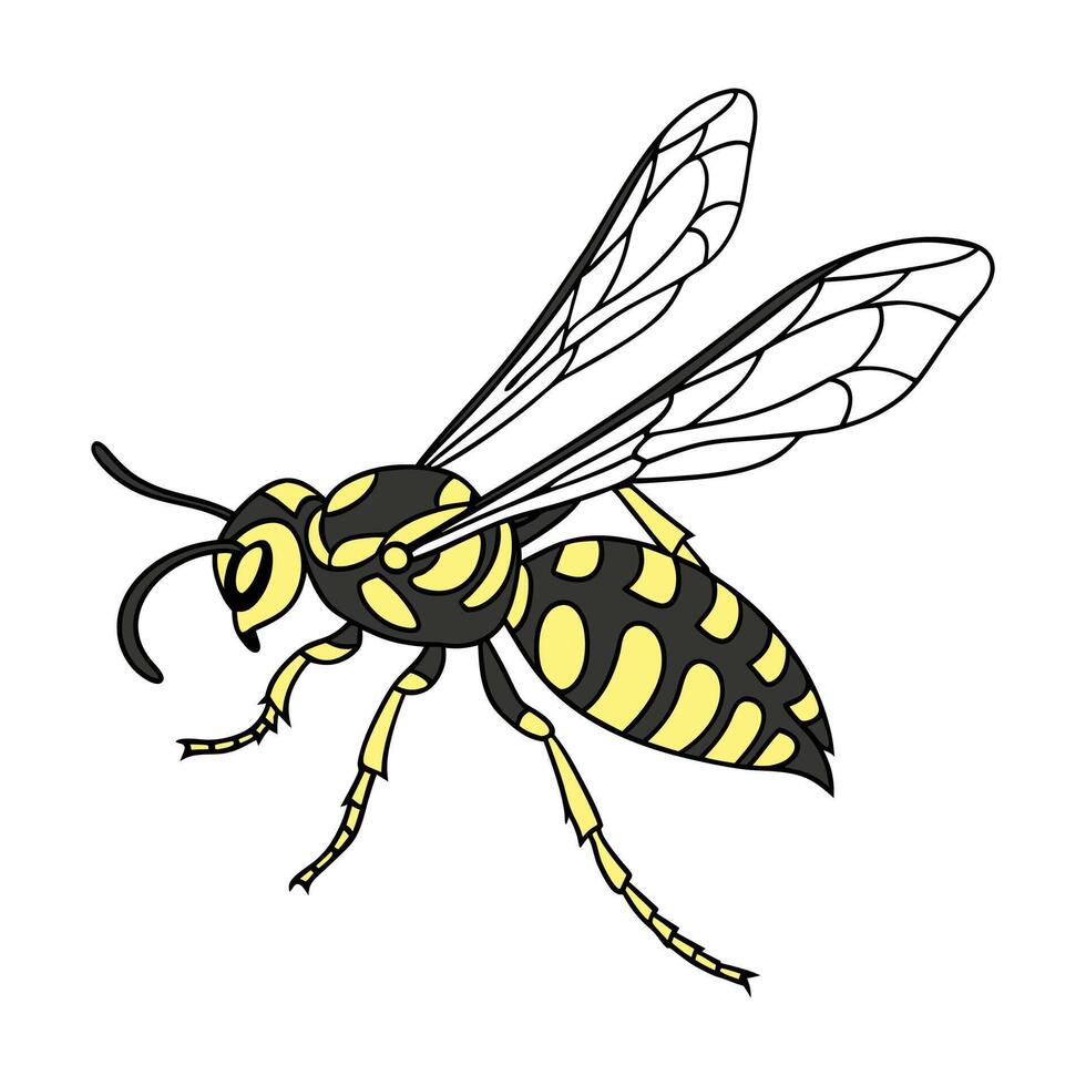 Vespula Germanica Featured on Bright White Surface vector