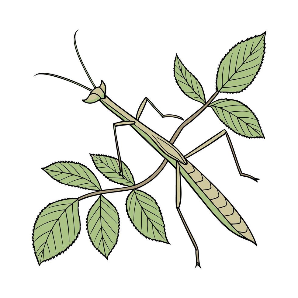Stylized Walking Stick Insect on White Background vector