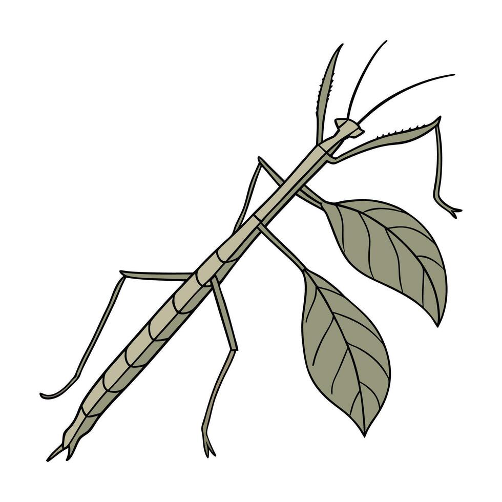 Realistic Walking Stick Insect on Clean White vector