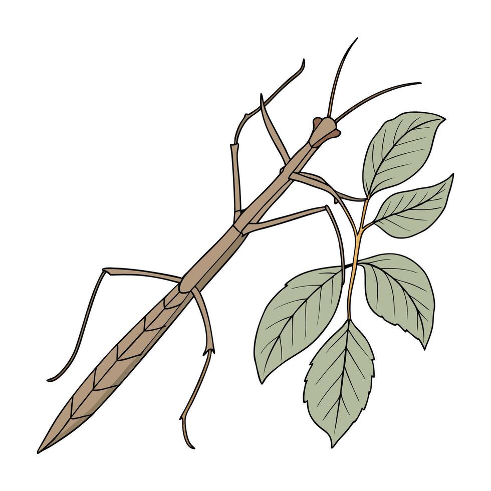 Dramatic View of Walking Stick Insect on White vector