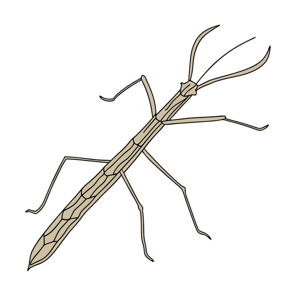 Walking Stick Insect Featured on Clean White Surface vector