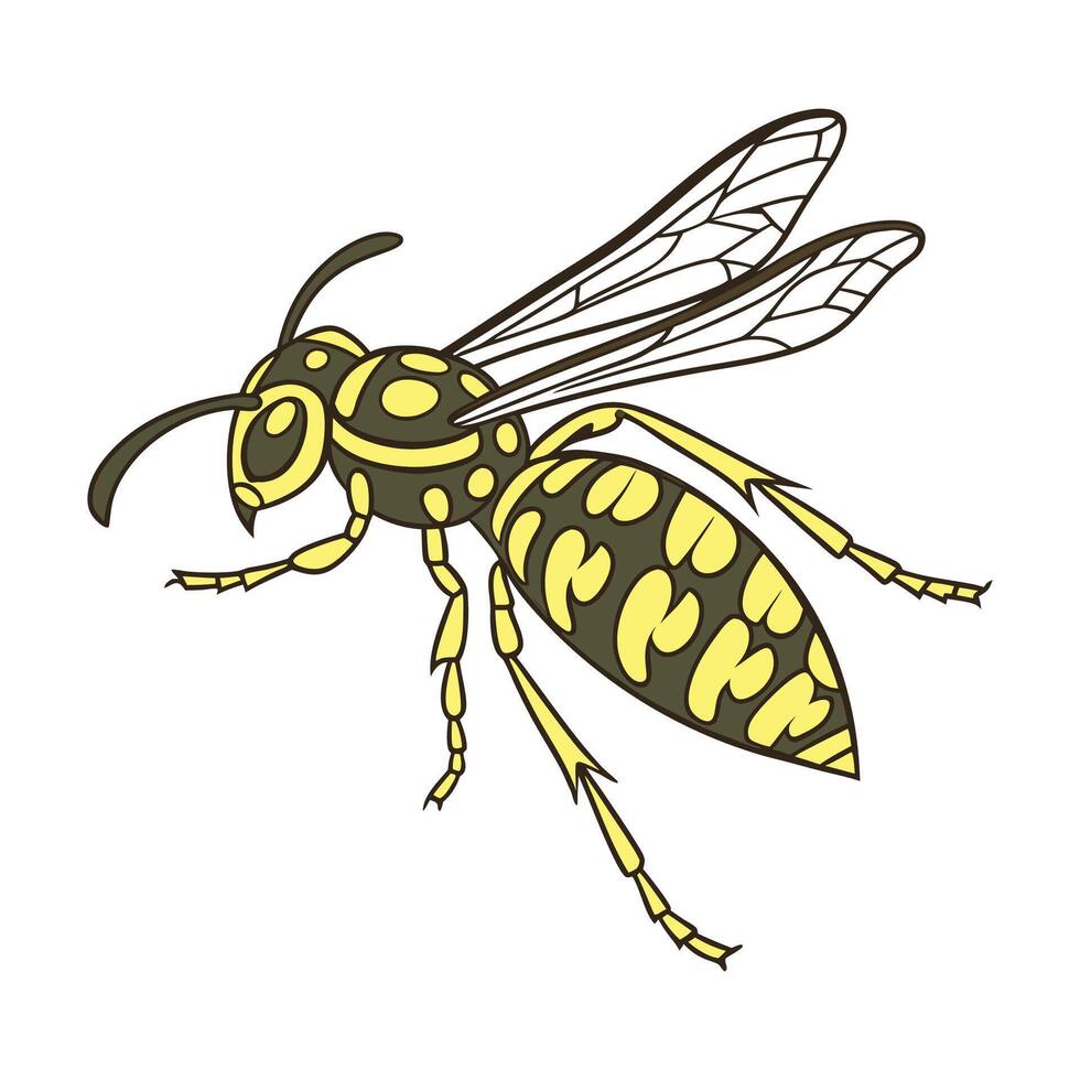 Display of Wasp on Bright White Surface vector
