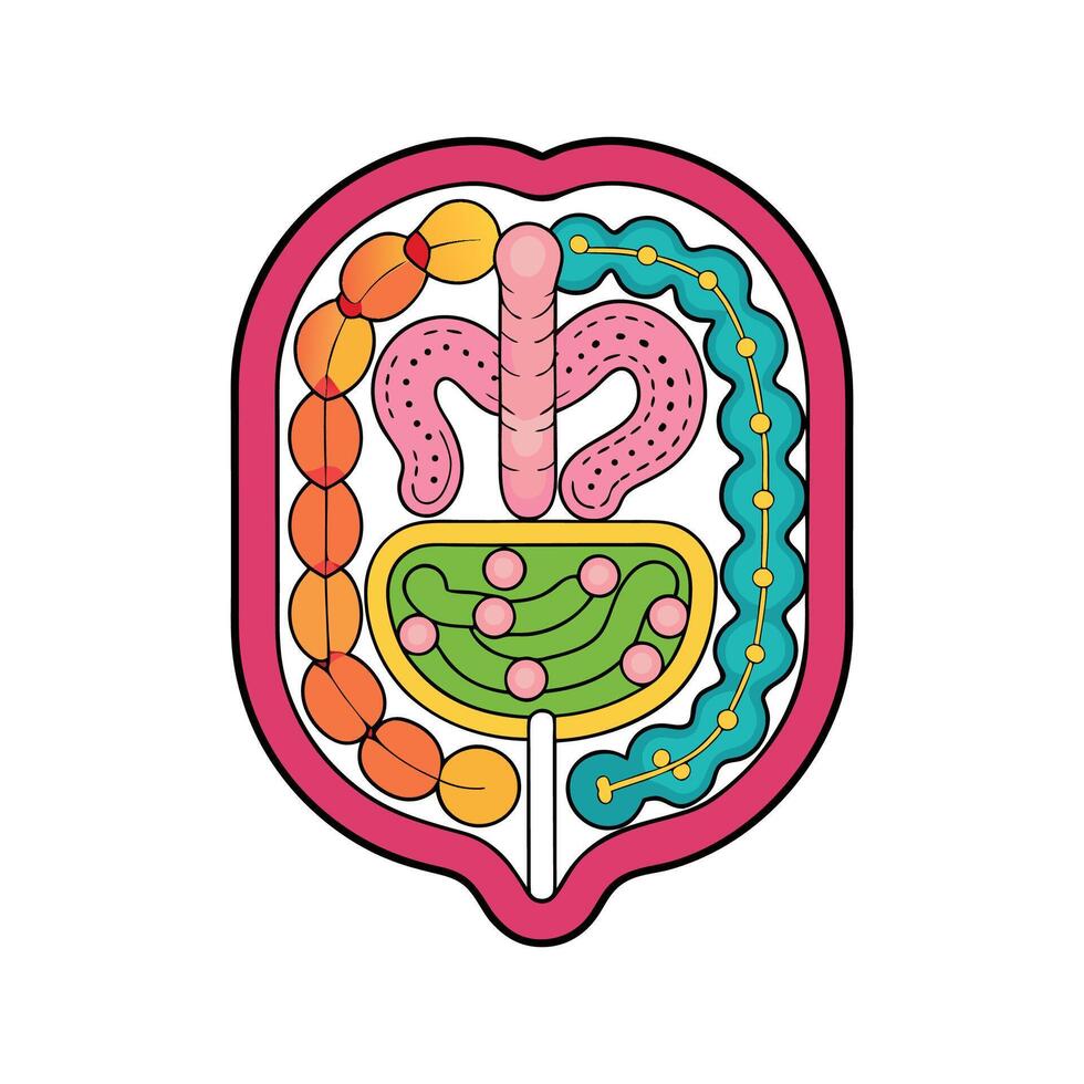 Illustration of Bacteria in the Human Intestine vector