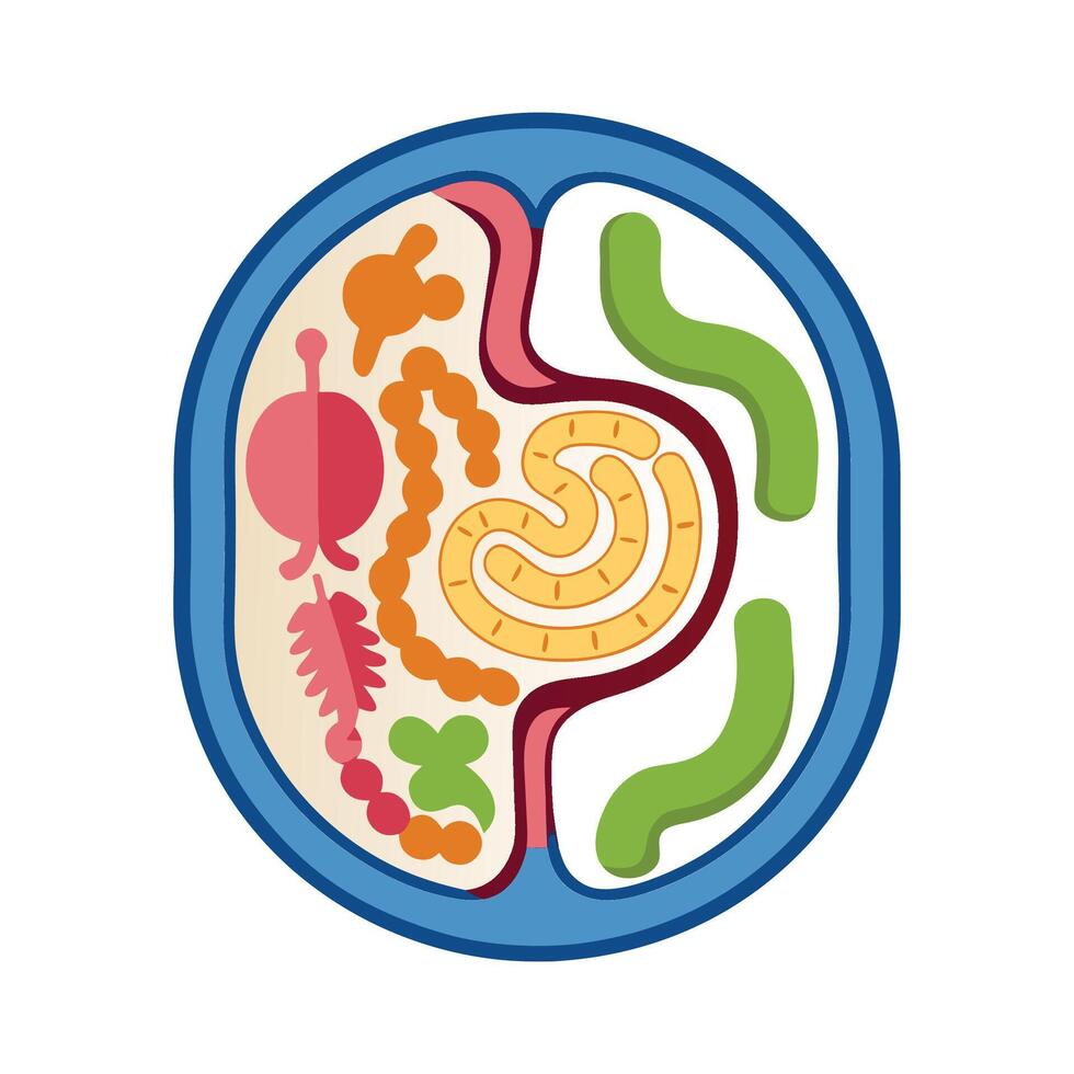 Bacterial Colonization in Human Intestine Illustrated vector