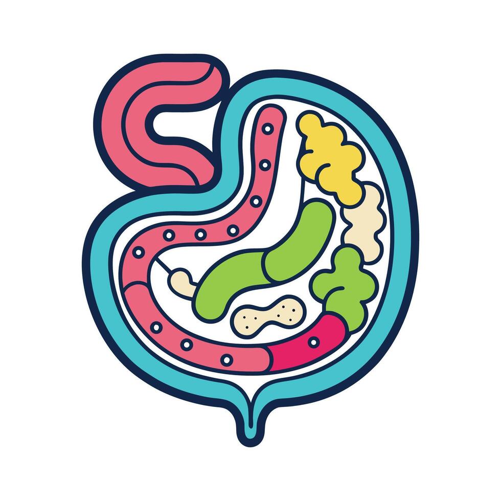 Colonization of the Human Intestine by Bacteria Illustrated vector