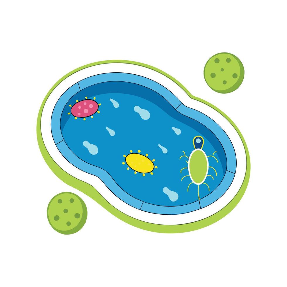 Bacteria Found in Contaminated Public Swimming Pools vector