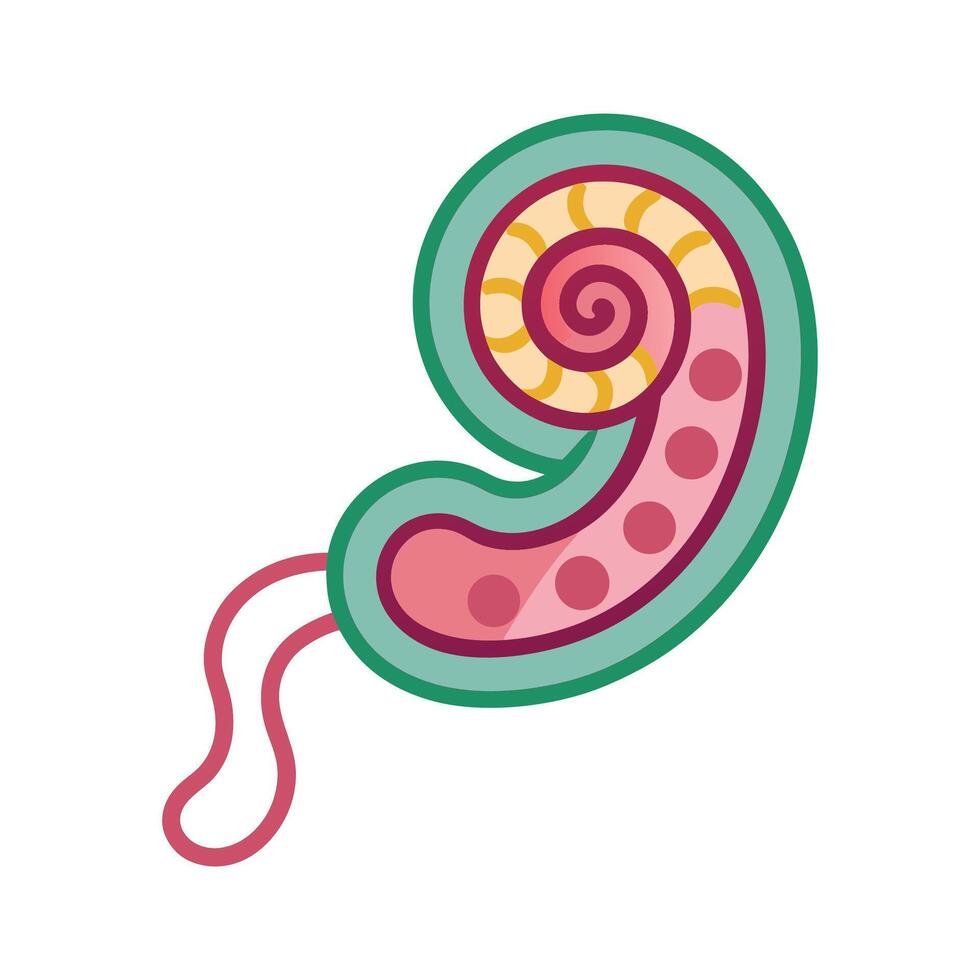 Analyzing Helicobacter Pylori Bacteria with Spiral Flagella vector