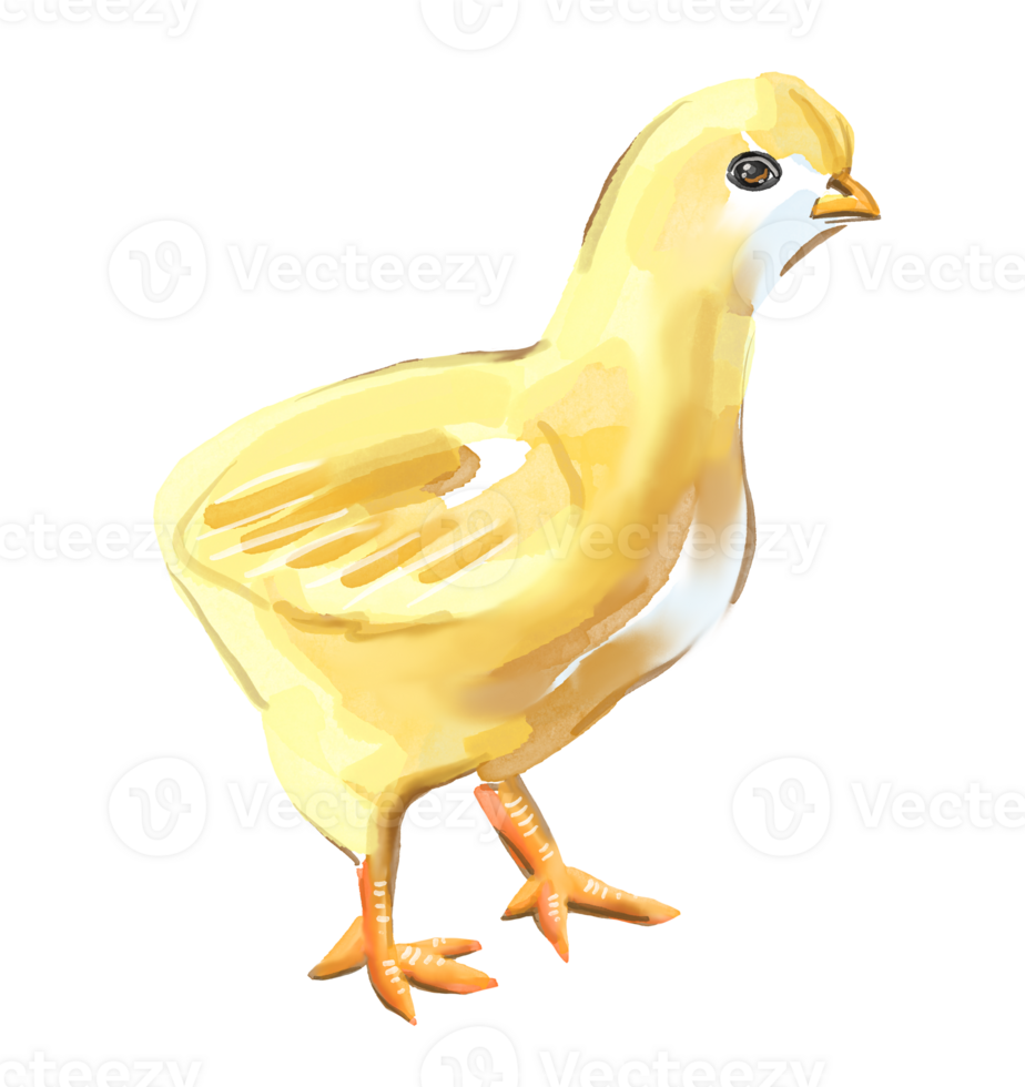 Chicken. Baby bird. Watercolor illustration png