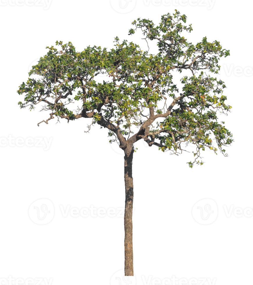 Green tree isolated on transparent background, real tree green leaf png