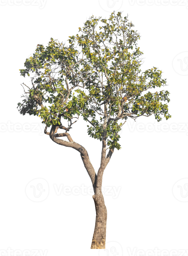 Green tree isolated on transpTrees isolated on transparent background, tropical trees isolated used for design.arent background, png