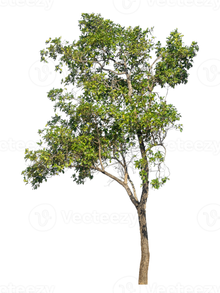Green trees isolated on transparent background, tropical trees.tropical trees isolated used for design. png