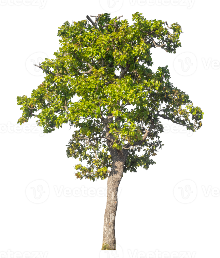 Green tree isolated on transparent background, tropical trees isolated used for design. png
