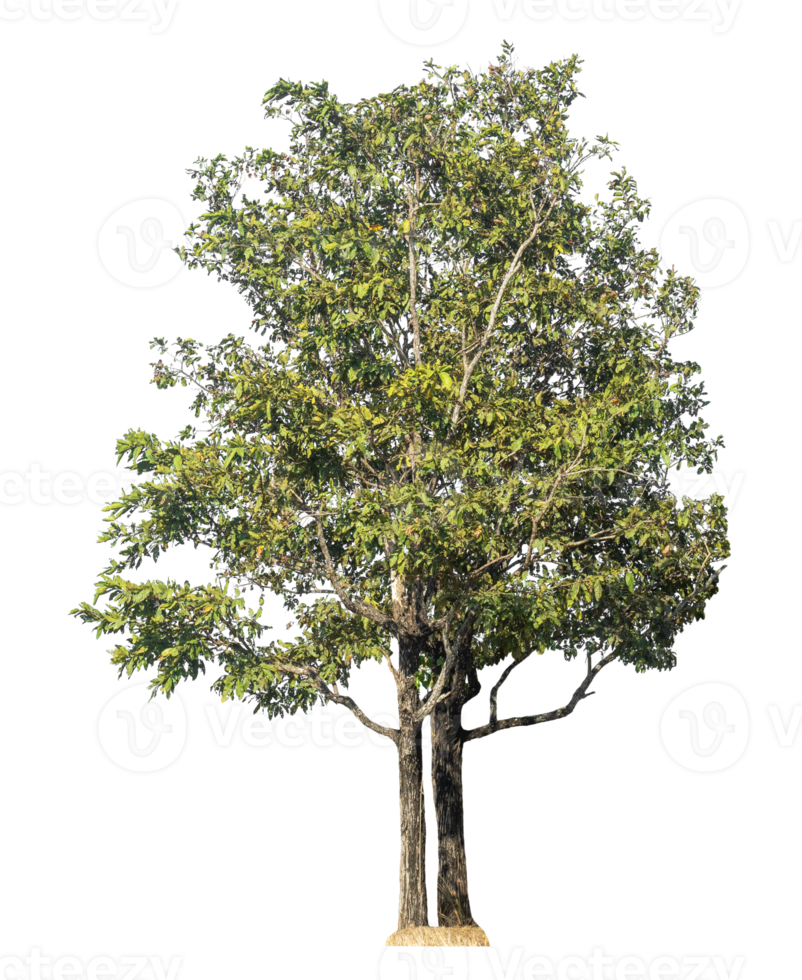 Tree isolated on transparent background, tropical trees png