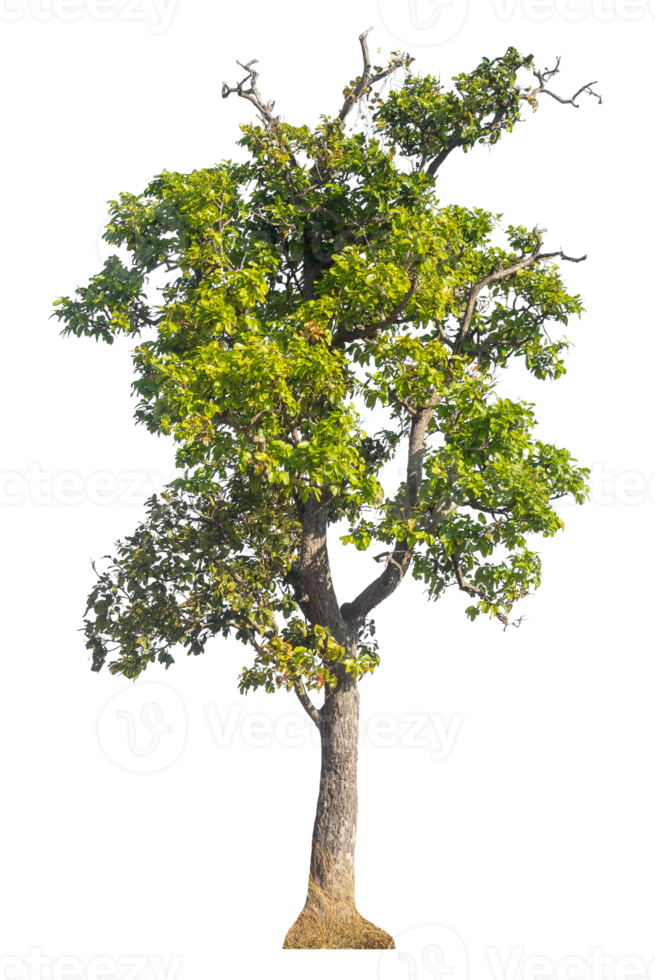Trees isolated on transparent background, tropical trees isolated used for design. png