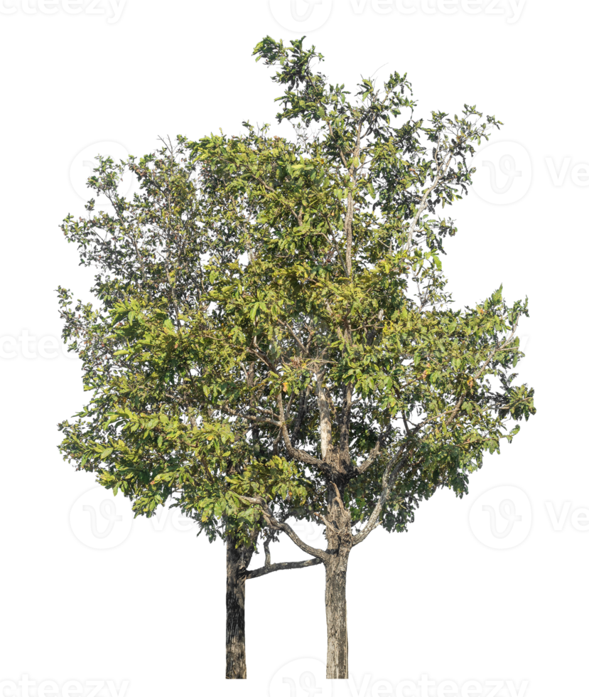 Trees isolated on white background, tropical trees isolated used for design. png