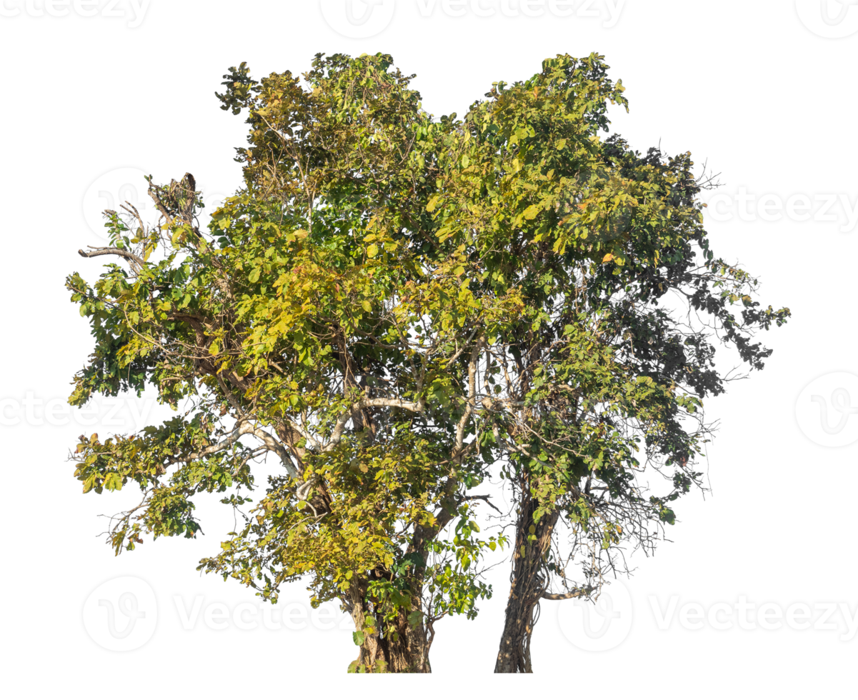 Group of trees isolated on transparent background with clipping path and alpha channel, tropical trees png