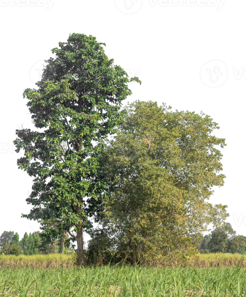 Green trees isolated on transparent background with clipping path and alpha channel, tropical trees. png
