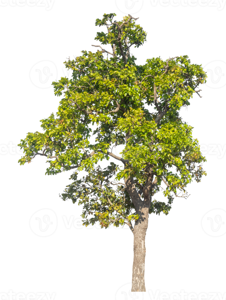Green tree isolated on transparent background, Trees isolated on white background, tropical trees isolated used for design. png