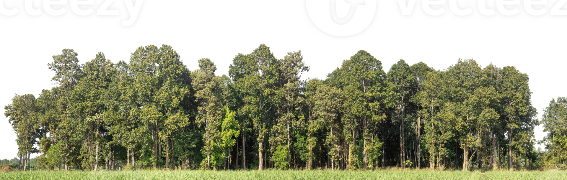 Green Trees isolated on white background. are Forest and foliage in summer for both printing and web pages with cut path and alpha channel. png