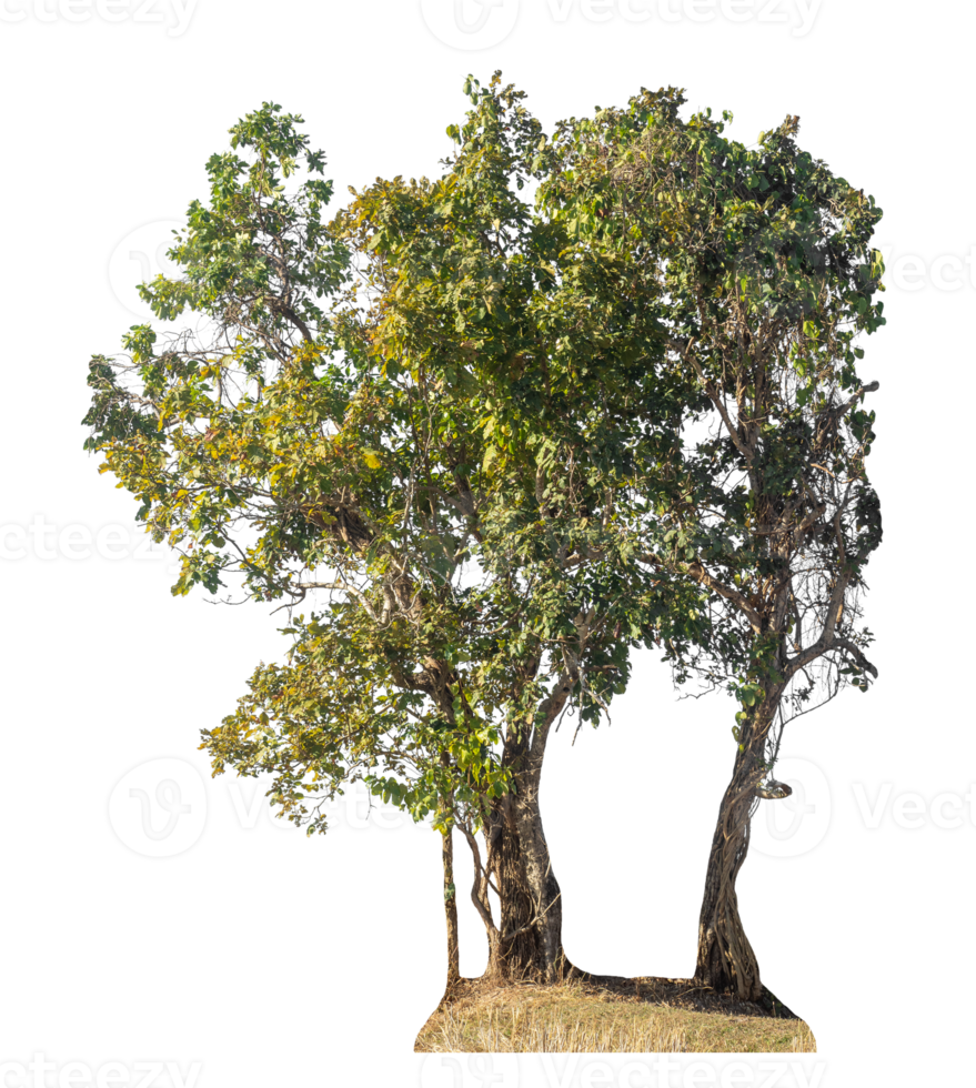 Group of trees isolated on transparent background with clipping path and alpha channel, tropical trees. png