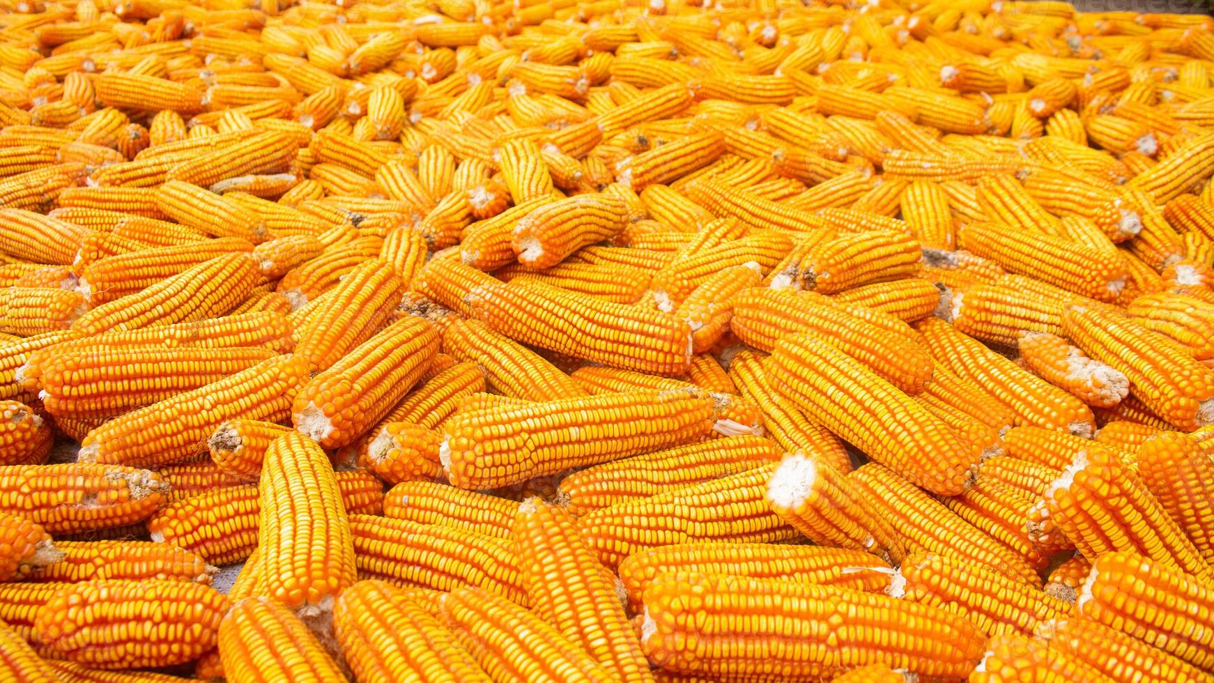 Agricultural Corn Crop Ready for Market photo