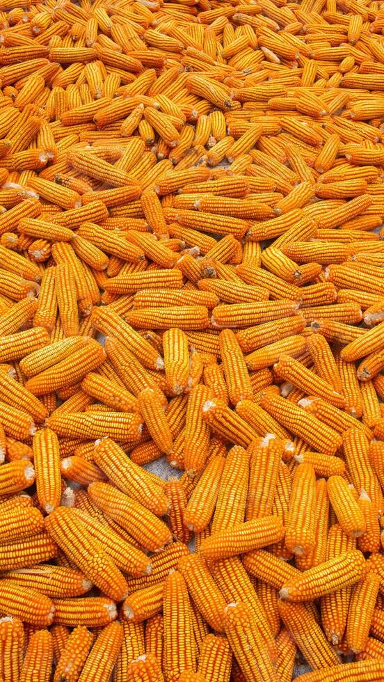 Golden Corn Cobs in the Field photo