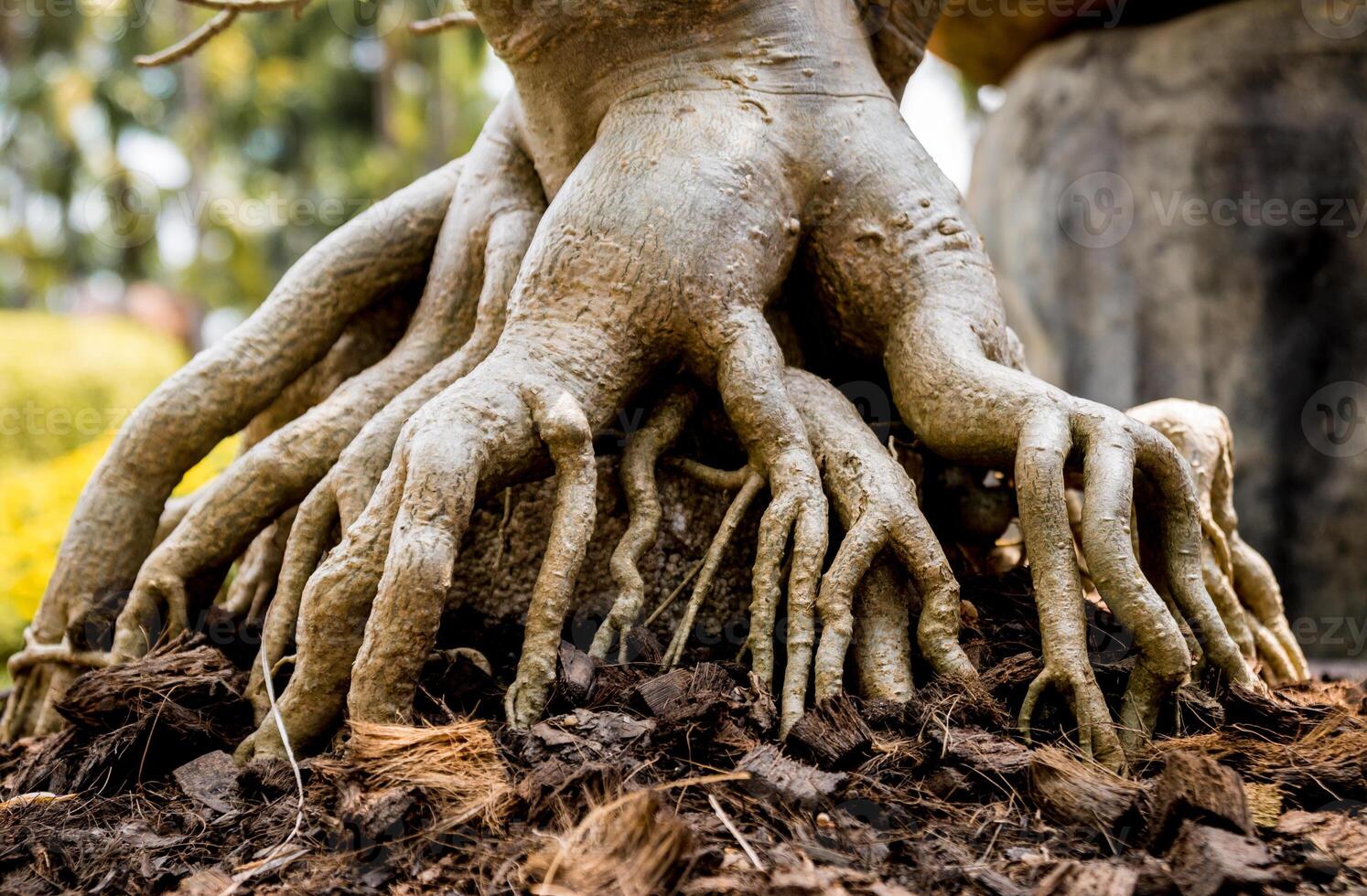 Abstract colored background close up. Macro roots background photo