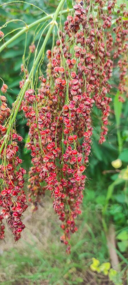 Close up cluster of red sorghum. photo