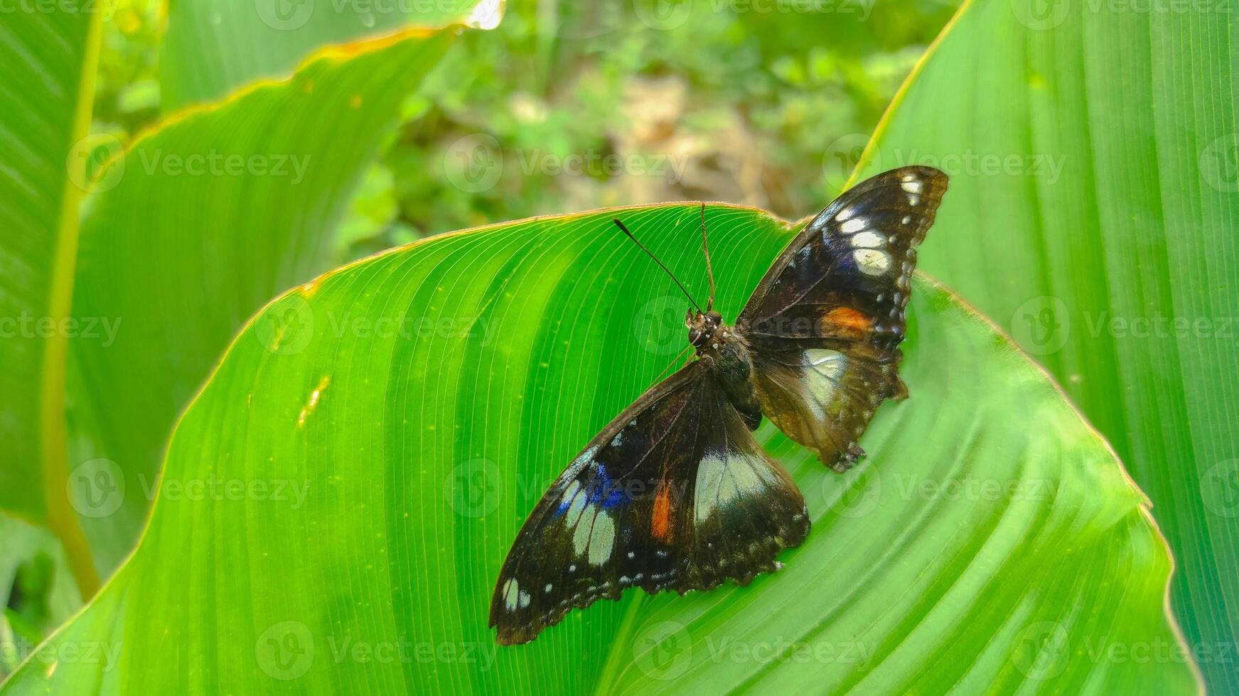 Nature's Beauty Butterfly on Leaf photo