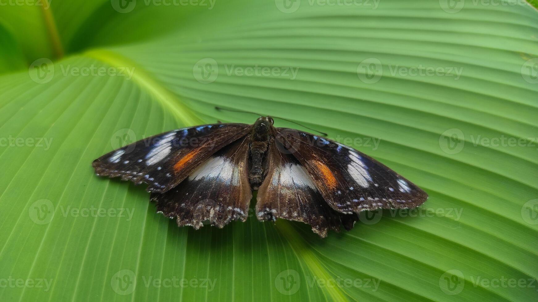 Colorful Butterfly on a Leaf in the Wild photo