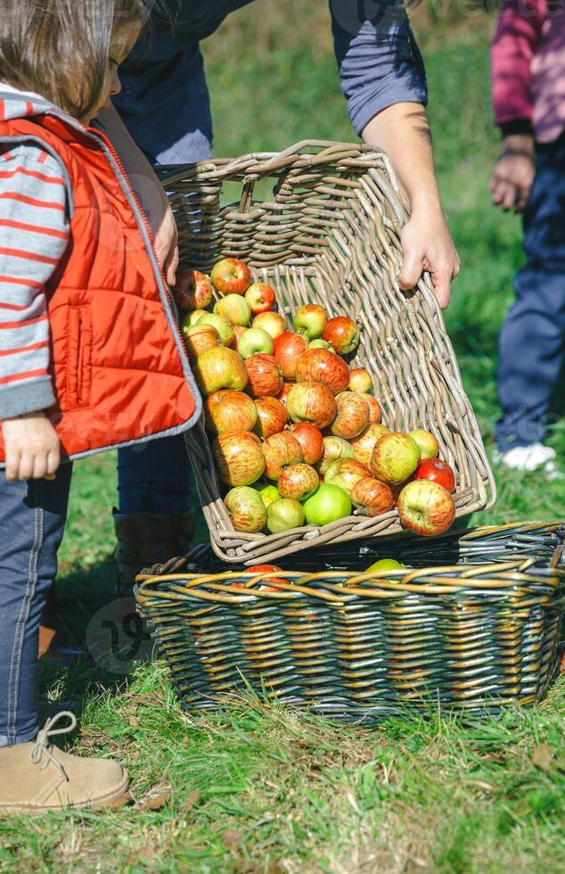 Woman putting apples in basket and little girl looking photo