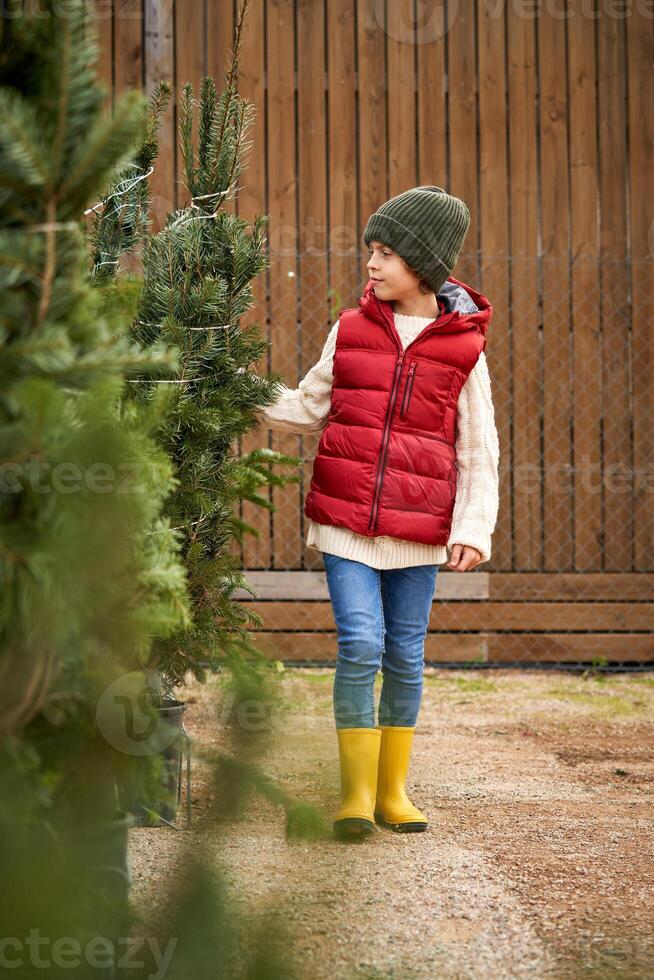 Child walking near coniferous trees photo