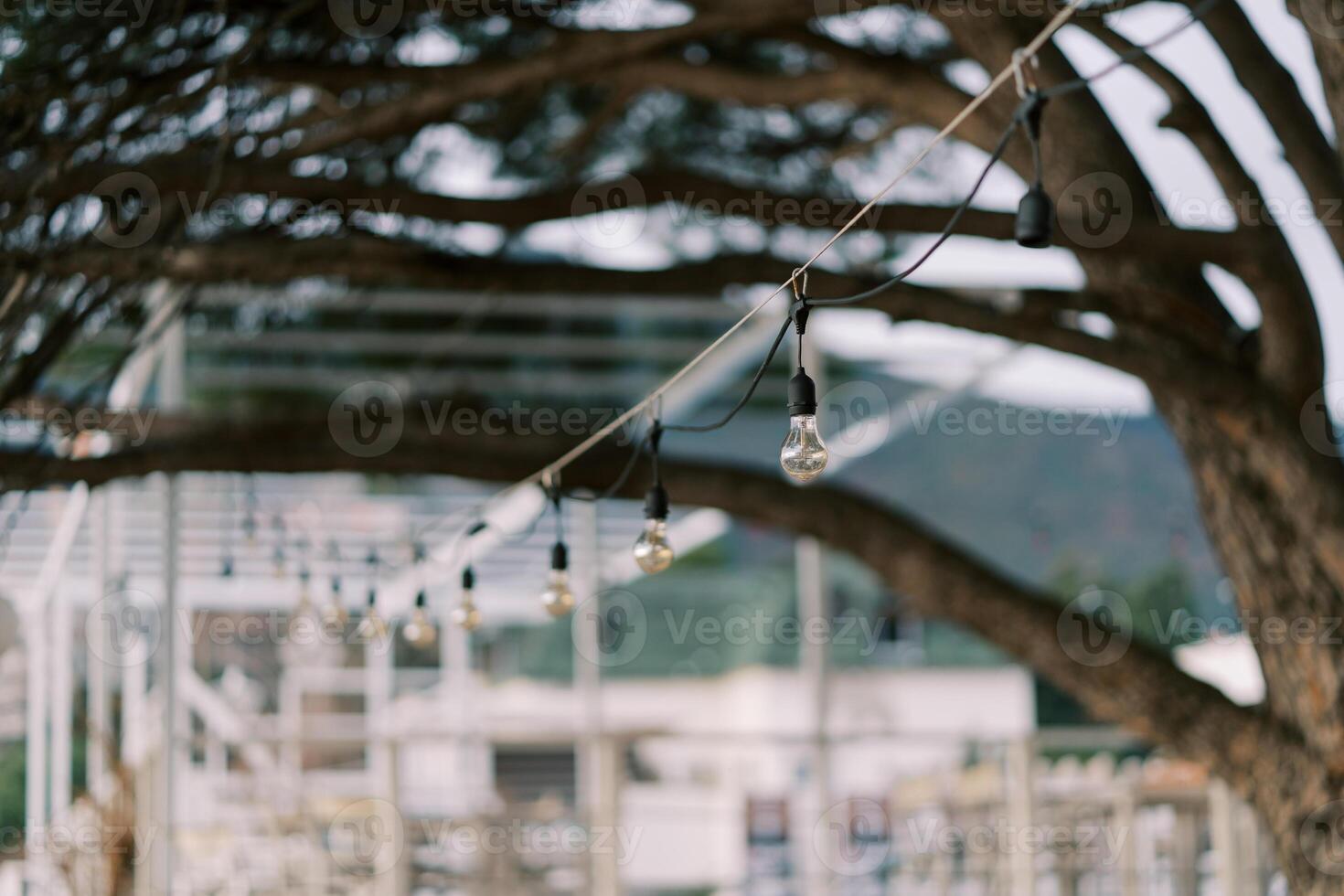 Garland of light bulbs hanging under a tree in the garden photo