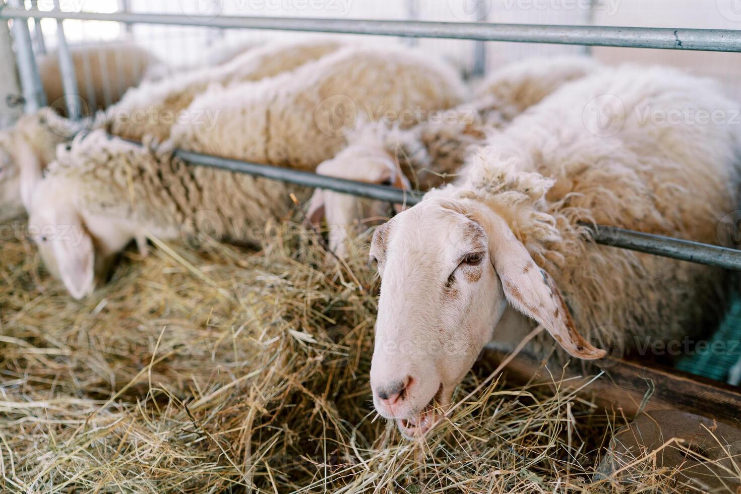 Fluffy sheep chews hay leaning out from behind the fence of the pen photo