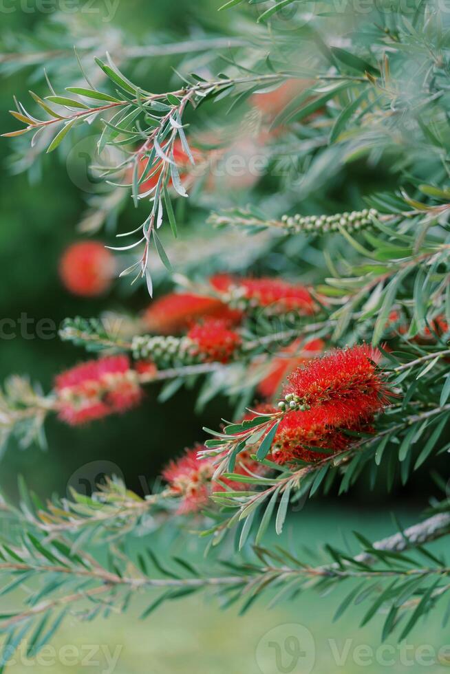 Red callistemon flowers on the green branches of a bush in the garden photo
