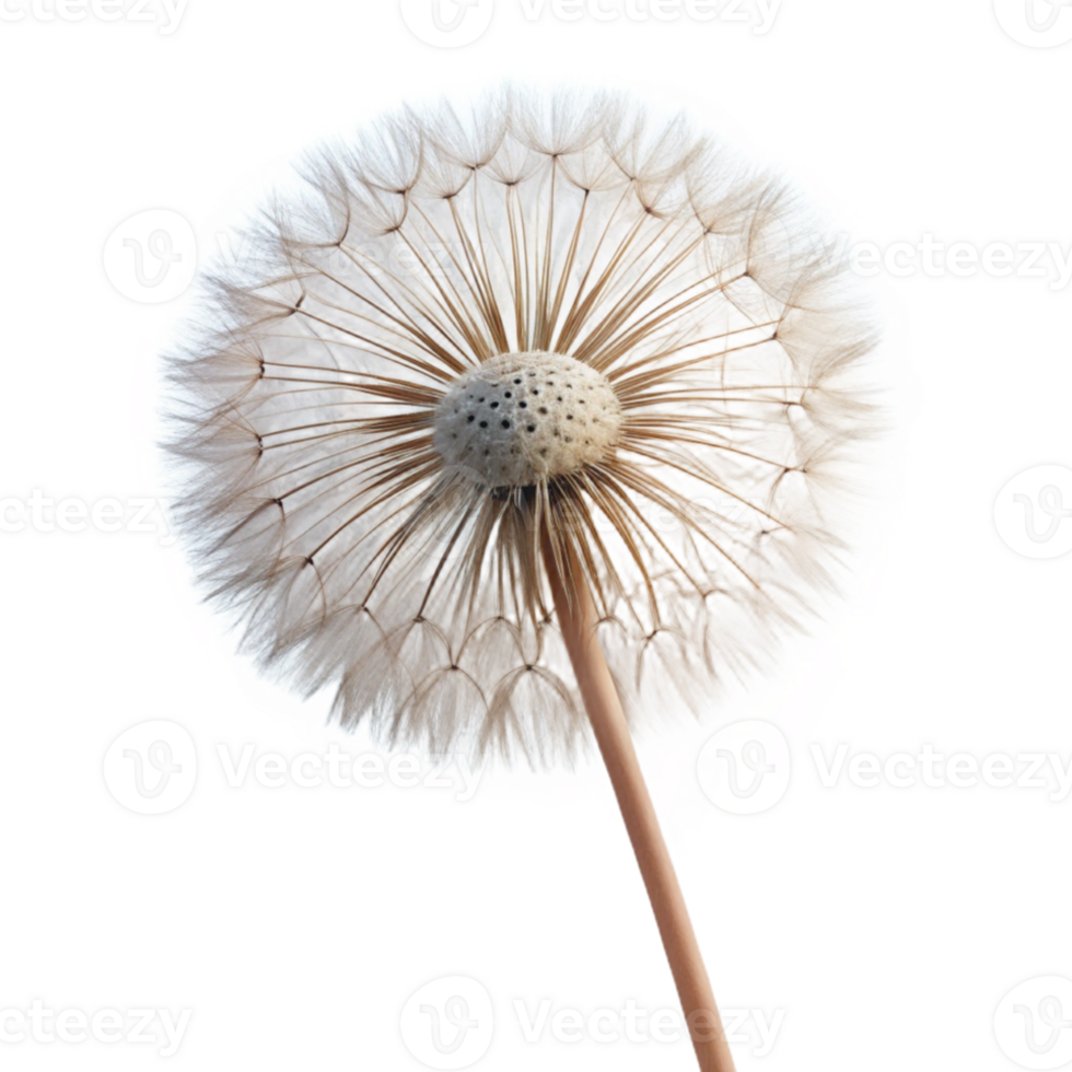 wonderful contemporary A single dandelion seedhead, delicate and intricate, backlit by a soft light, macro photography authentic png