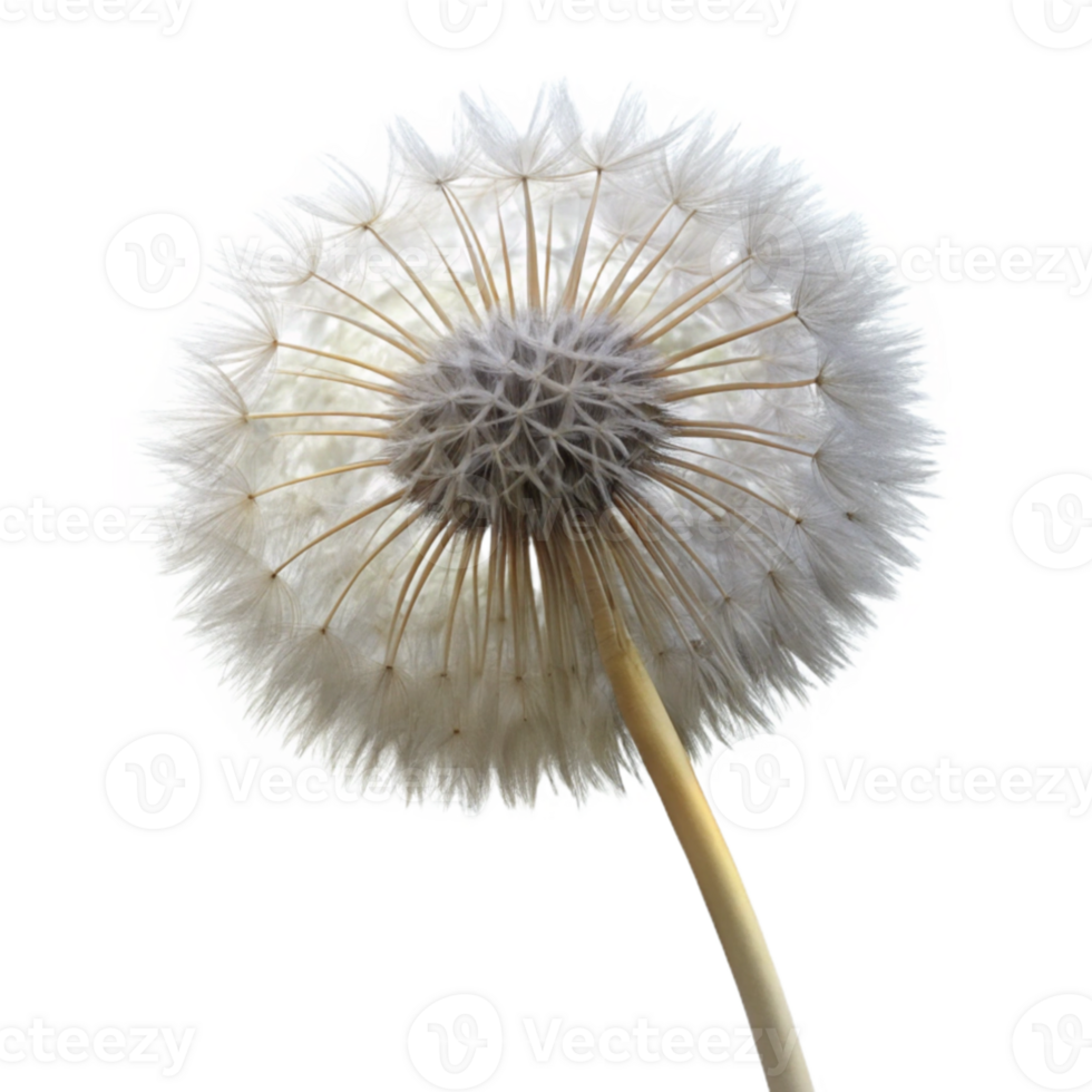 vibrant vintage A single dandelion seedhead, delicate and intricate, backlit by a soft light, macro photography exclusive png