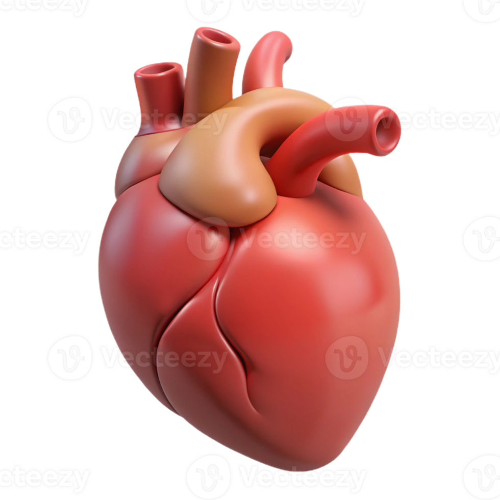 wonderful rustic A single human heart, anatomically correct genuine png