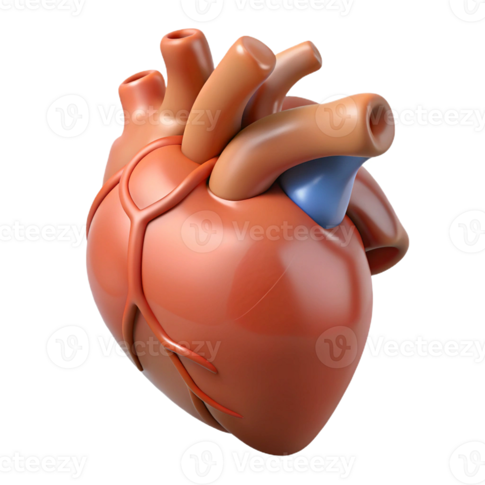 stunning artistic A human heart anatomically correct, exclusive png