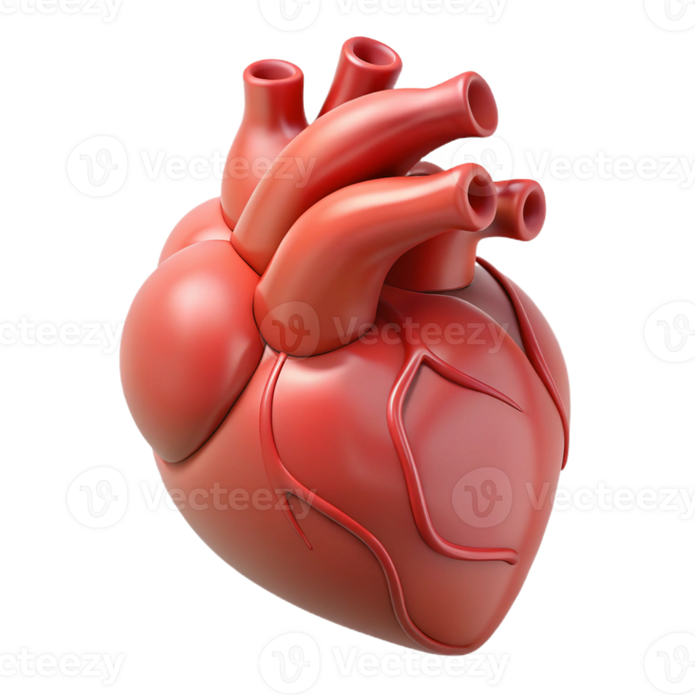 dramatic vintage A human heart anatomically correct, exclusive png
