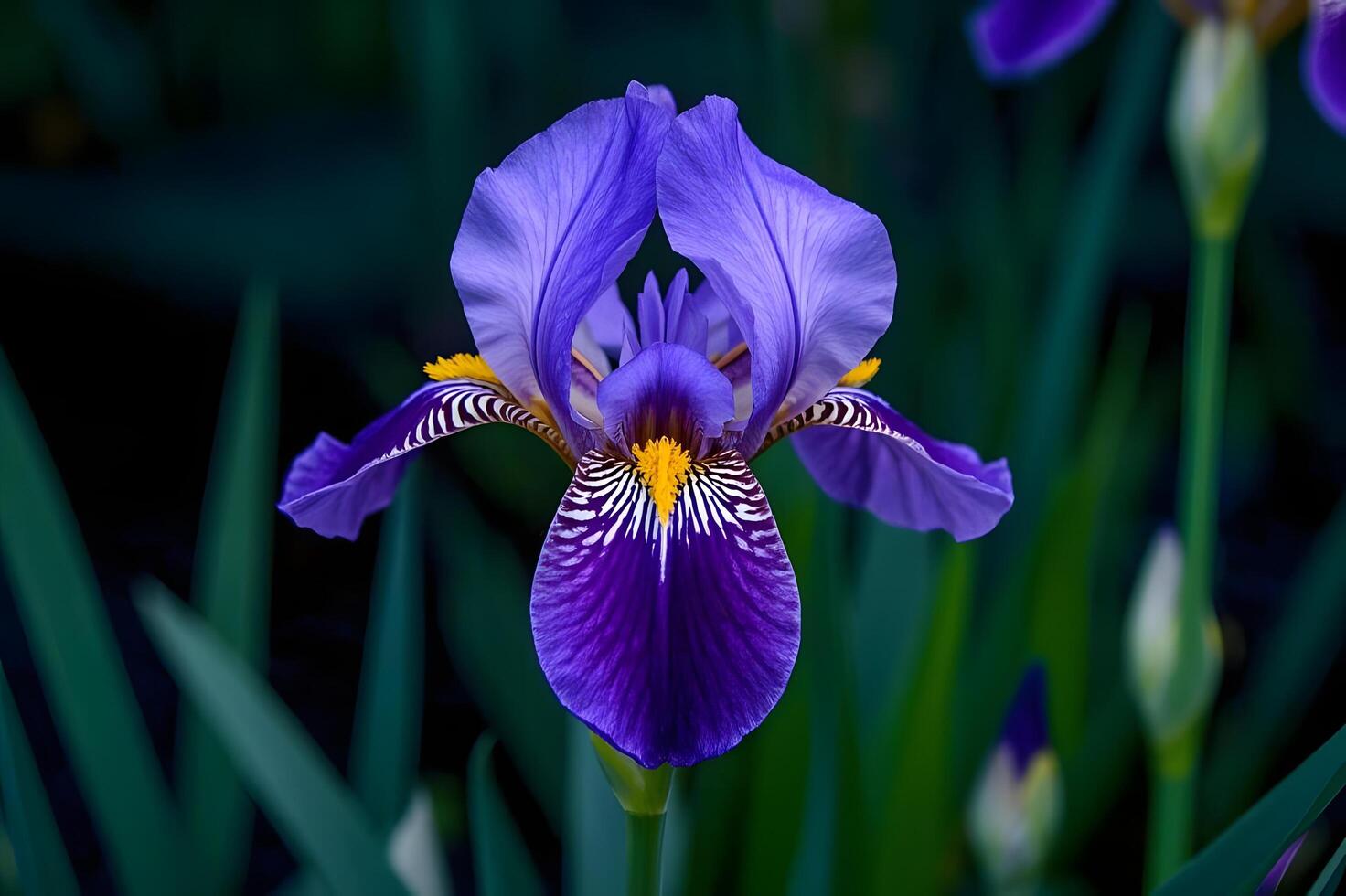 A purple iris is standing in the middle of some green plants. photo