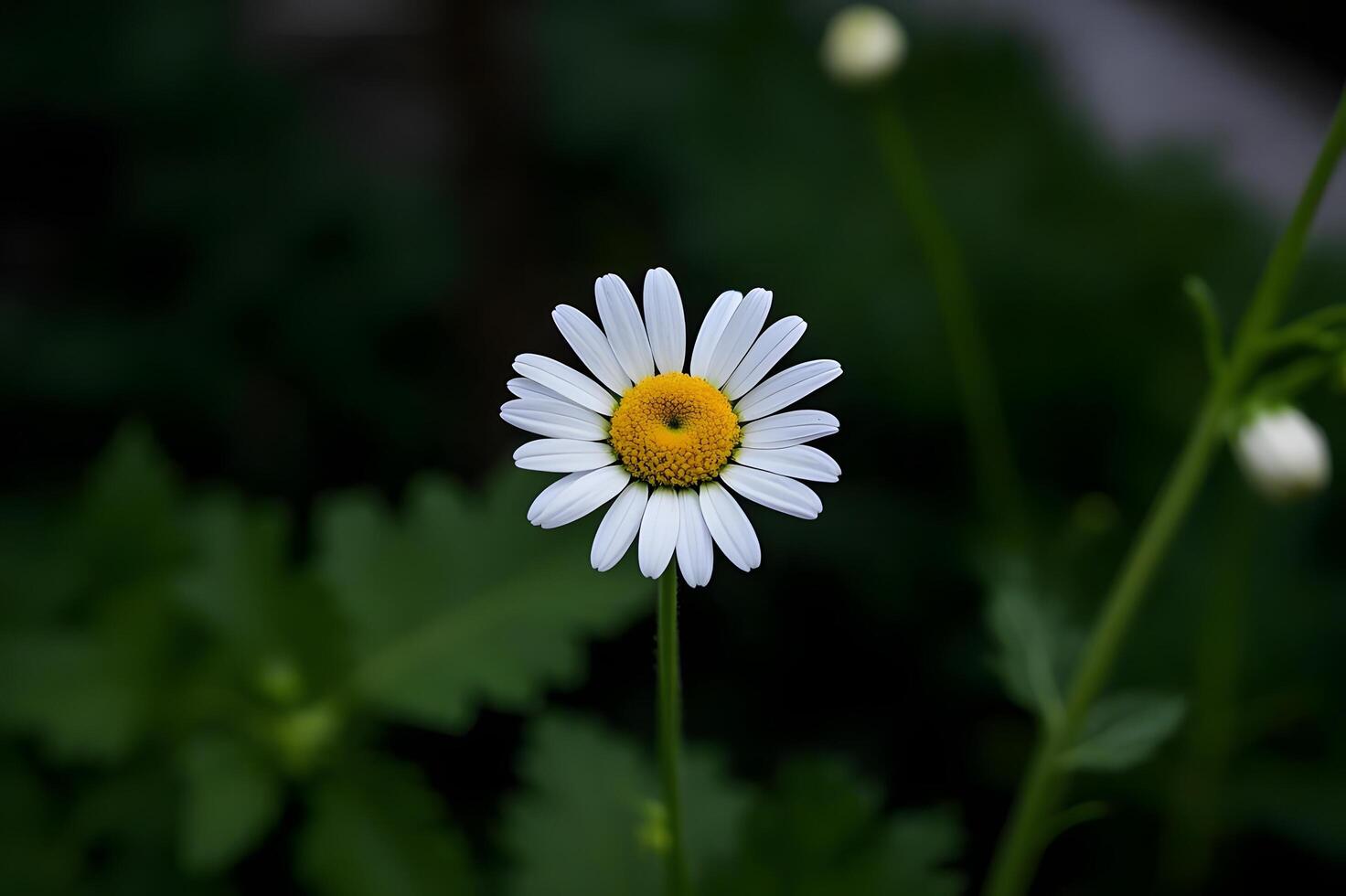 A single white daisy with yellow center in the middle of green leaves. photo