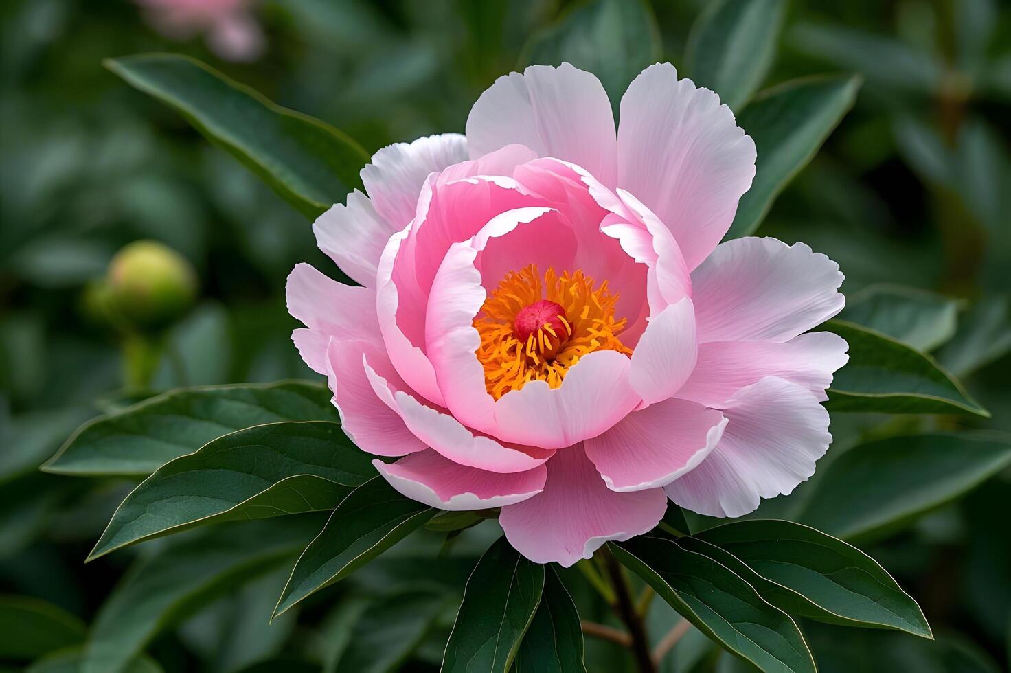 A pink peony with green leaves in the background photo